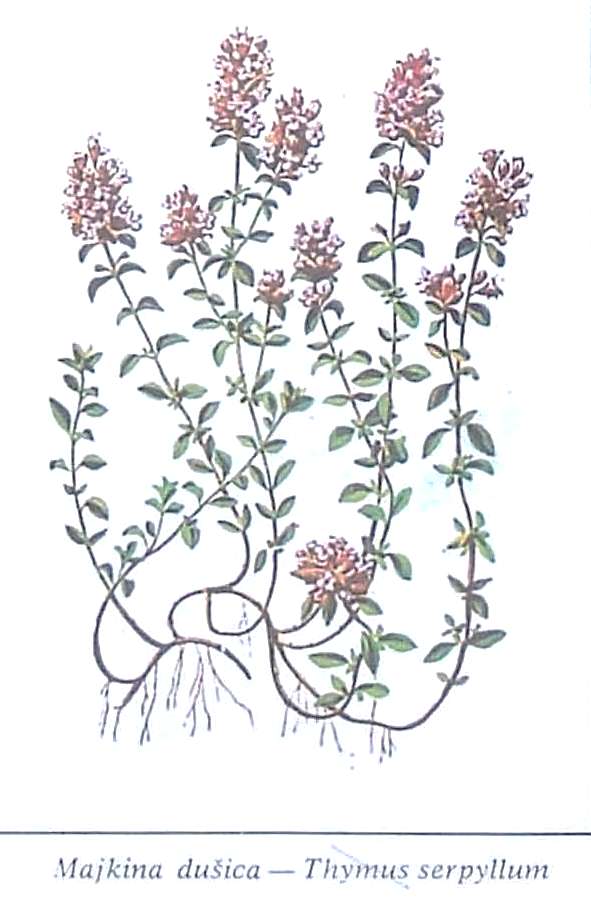 thymus serpyllum  Мајчина Душица (thymus serpyllum)